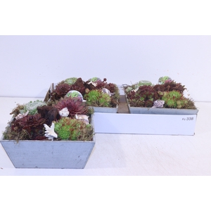 ARR SEMPERVIVUM