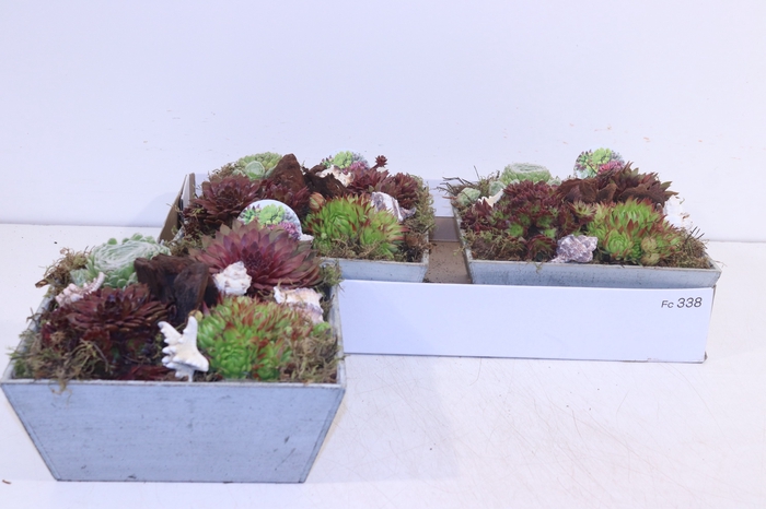 <h4>ARR SEMPERVIVUM</h4>