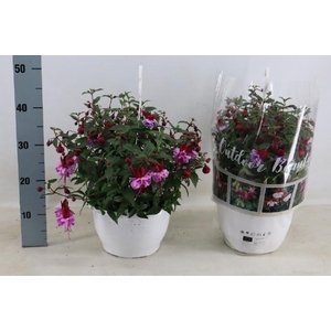 FUCHSIA OV