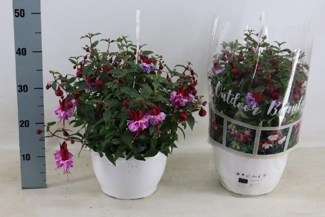 <h4>FUCHSIA OV</h4>