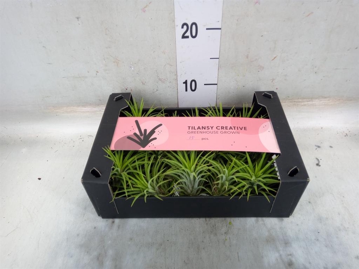 <h4>Tillandsia ionantha</h4>
