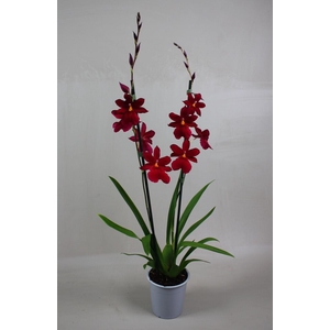 Cambria Nelly Red Velvet 2T16+