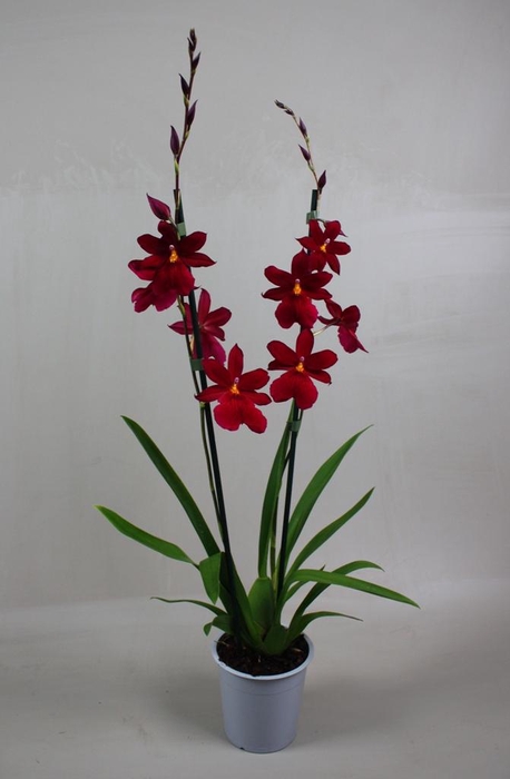 <h4>Cambria Nelly Red Velvet 2T16+</h4>