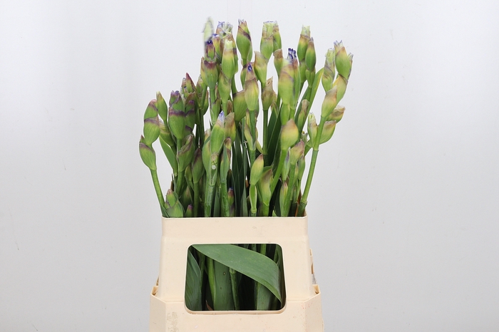 <h4>Iris Buiten</h4>