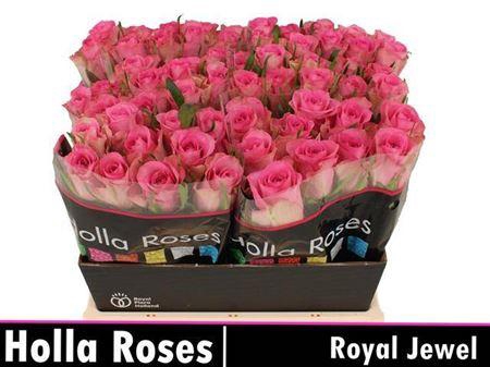 <h4>R Gr Royal Jewel</h4>