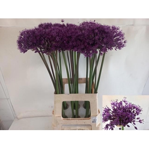 ALLIUM PURPLE SENS
