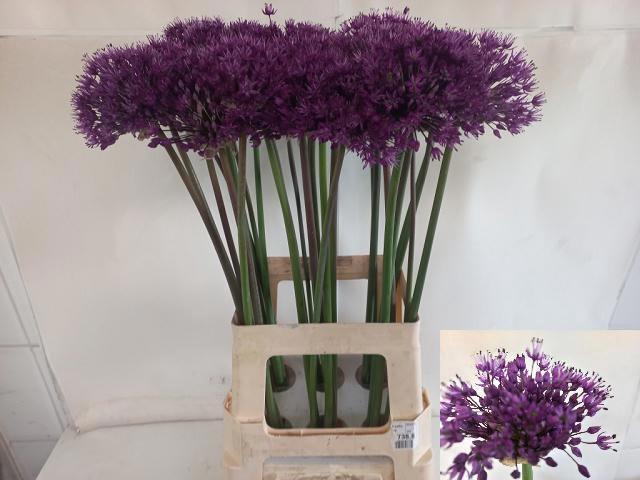 <h4>ALLIUM PURPLE SENS</h4>