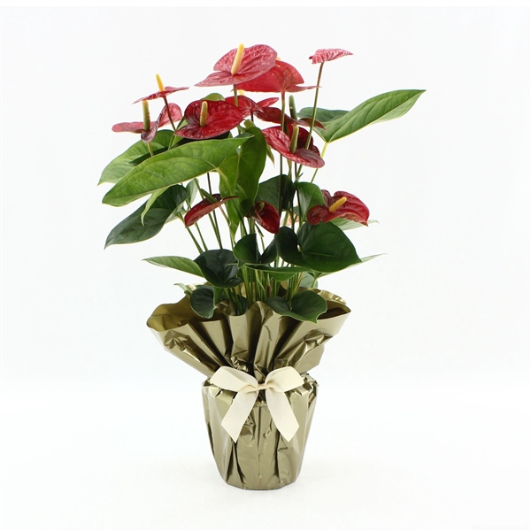 <h4>Anthurium Jambo Red in Rondello gold + bow</h4>