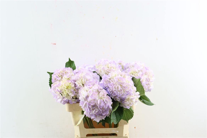 <h4>Hydr M Light Lavender</h4>