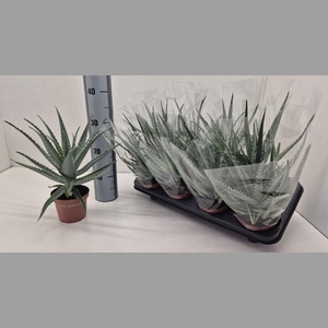 ALOE ARBORESCENS