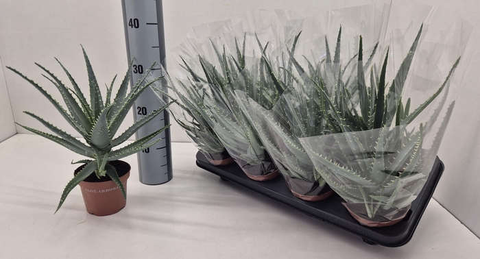 <h4>ALOE ARBORESCENS</h4>