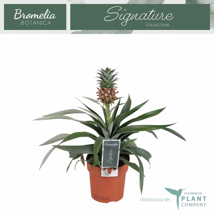 <h4>ANANAS MI AMIGO</h4>