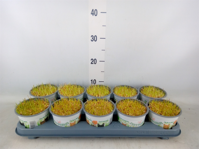 <h4>Hordeum sp.   ...kattegras zaai</h4>