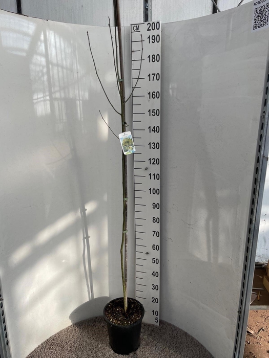 <h4>LABURNU WA VOSSII</h4>