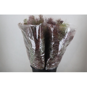 Mimosa Luna D'argento Abs Red P Bunch