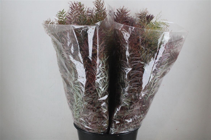 <h4>Mimosa Luna D'argento Abs Red P Bunch</h4>