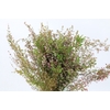Kaaps Groen Erica Pink