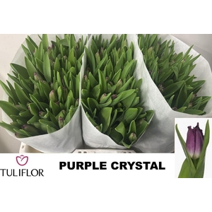 TU FR PURPLE CRYSTAL
