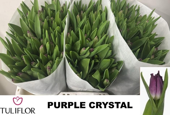 <h4>TU FR PURPLE CRYSTAL</h4>
