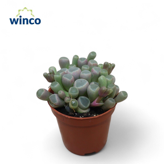 <h4>Fenestraria Aurantiaca</h4>