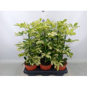 Schefflera arbor. 'Charlotte'