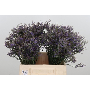 Limonium Sinense Safora Dark Blue