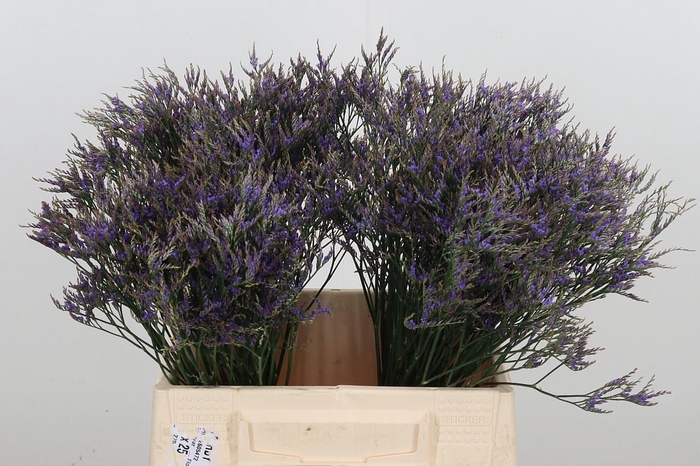 <h4>Limonium Sinense Safora Dark Blue</h4>