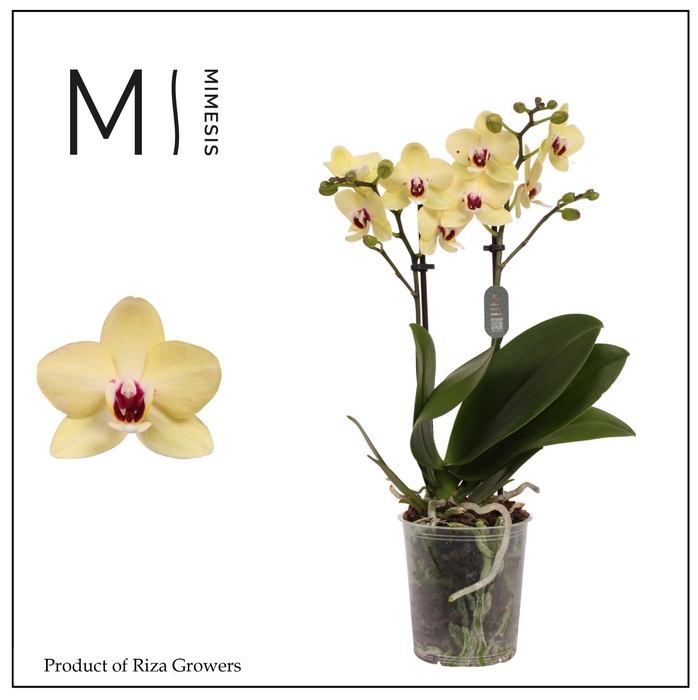 <h4>Phalaenopsis 108096 2 spike – 9cm | Mimesis</h4>