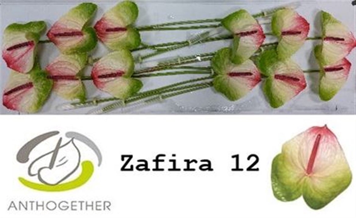 <h4>Anth A Zafira</h4>