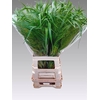 Panicum Fountain