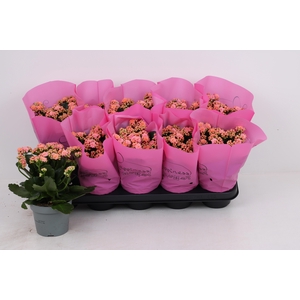 KAL GE PERFECTA PINK