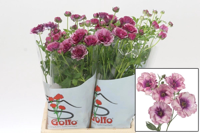 <h4>RAN BUTTERFLY THIVA</h4>