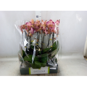 Phalaenopsis   ...red