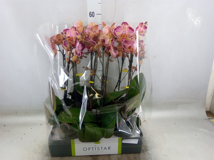 <h4>Phalaenopsis   ...red</h4>