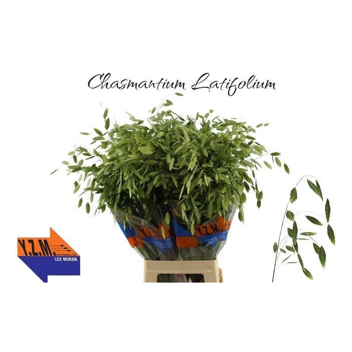 <h4>CHASMANTH LATIFOLIUM</h4>