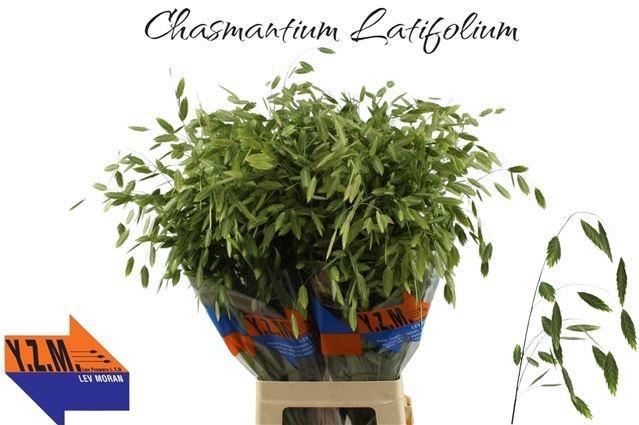 <h4>CHASMANTH LATIFOLIUM</h4>