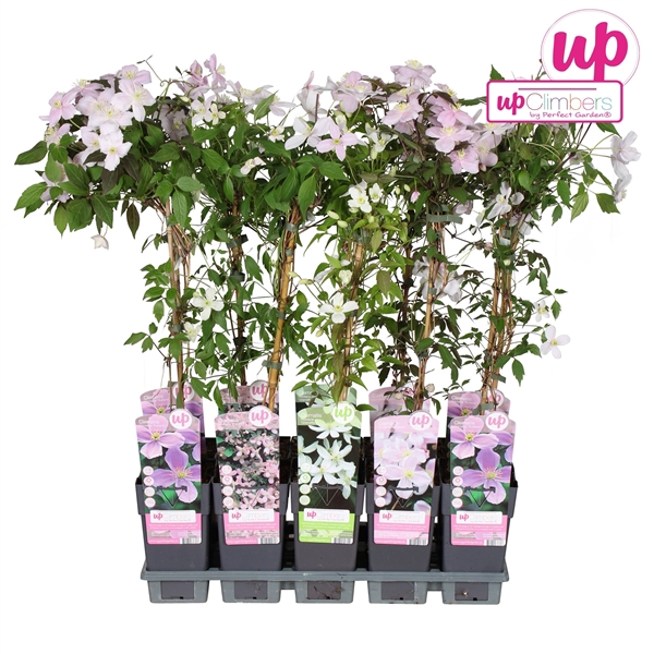 <h4>Clematis montana mix tray P15</h4>