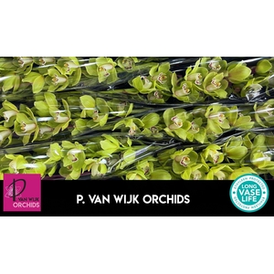 CYMB T OVATI EMERALD