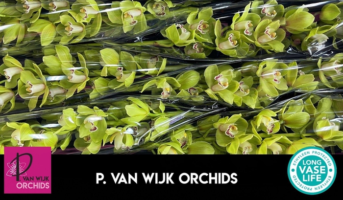 <h4>CYMB T OVATI EMERALD</h4>