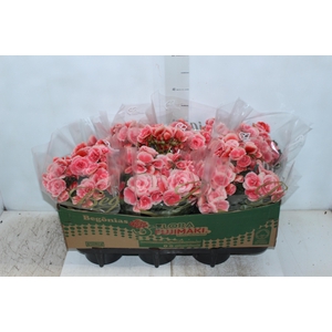 BEGONIA BORIAS P15