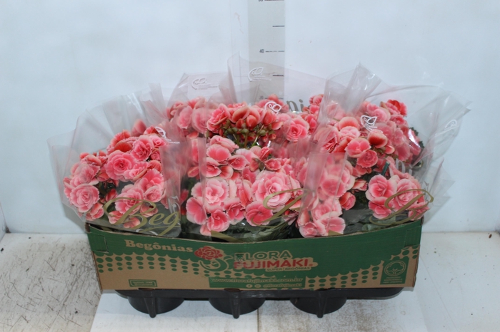 <h4>BEGONIA BORIAS P15</h4>
