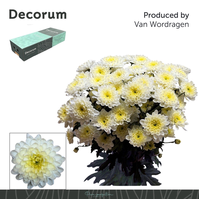 <h4>Chr T Altaj Cream Decorum box</h4>