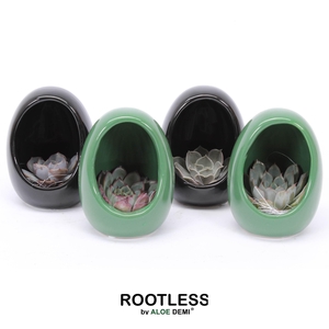 ROOTLESS Echeveria, Egg Colour