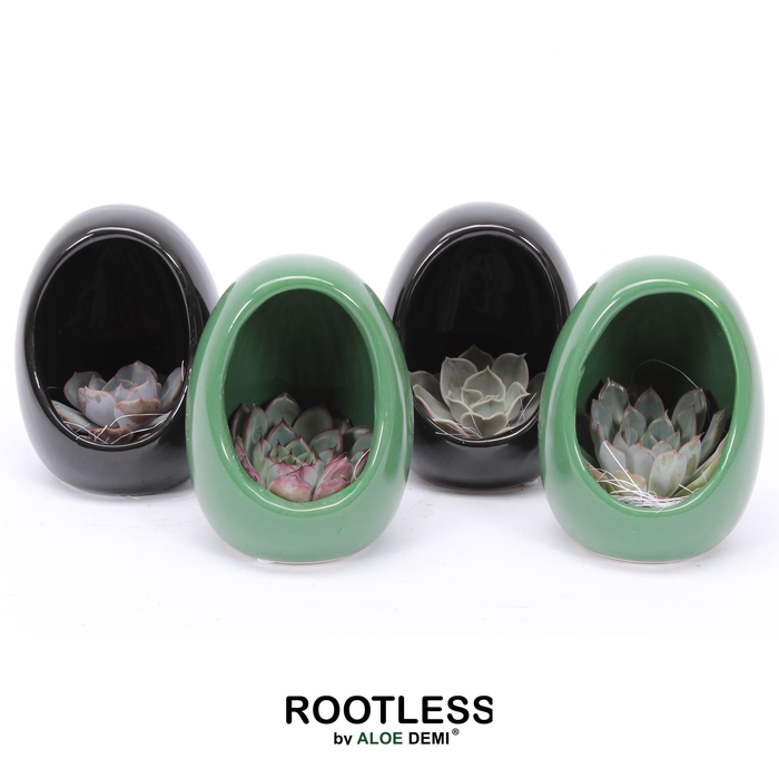<h4>ROOTLESS Echeveria, Egg Colour</h4>