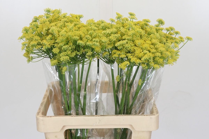 <h4>Foeniculum Vulgare</h4>