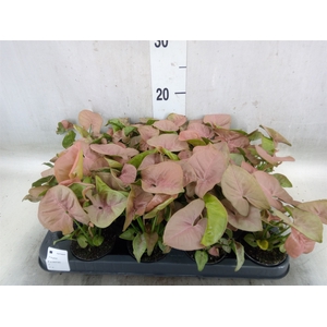 Syngonium  'Red Heart'