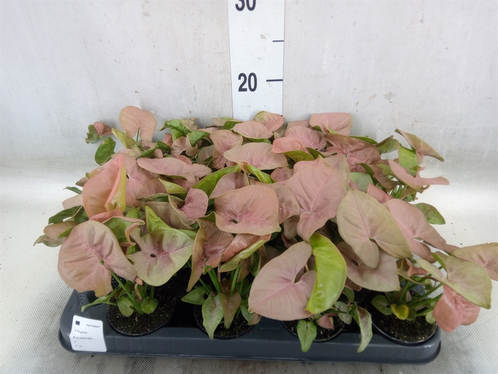 <h4>Syngonium  'Red Heart'</h4>
