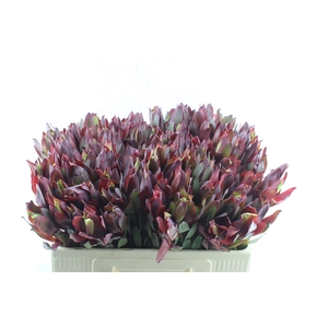 Leucad Senorita
