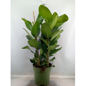Ficus benghalensis 'Audrey'