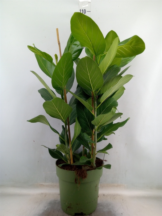 <h4>Ficus benghalensis 'Audrey'</h4>